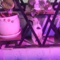خرگوش|موش و خرگوش|زنجان, |دیوار