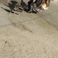 بوقلمون|حیوانات مزرعه|چرام, |دیوار