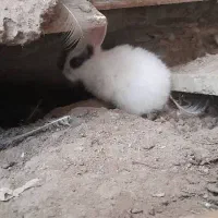 خرگوش نر وماده ومولد