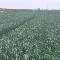 جاده شوشتر