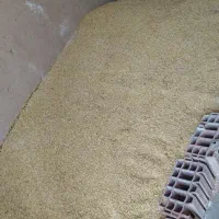 جو محلی بذری