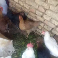 مرغ|حیوانات مزرعه|مبارکه, |دیوار