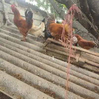 فروش خروس و مرغ محلی