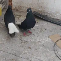 اشعل سیاه