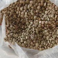 عدس بوجاری شده خش پخت بدون جدا شدن پوست