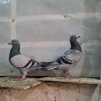 پلاکی|حیوانات|کرمانشاه, |دیوار