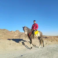 اسب نریان یورقه