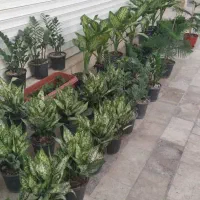 گل و گیاه طبیعی|گل و گیاه طبیعی|زابل, |دیوار