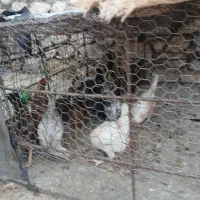 سلام جوجه محلی اصل بزرگ و کوچک