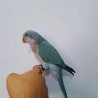 راهب سخنگو|پرنده|شاهرود, |دیوار