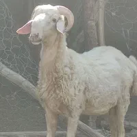 بره ششک شیرازی