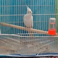 جوجه عروس هلندی آلبینو دونخور