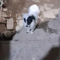 سگ مینیاتوری پا کوتا و حر ف گوش کن