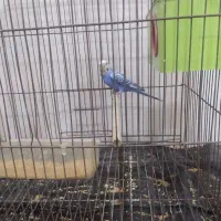 مرغ عشق ماده واکسن زدیمش