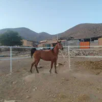 فروش اسب مادیون دره شور خالص سر دم گیر