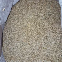 جو بذری ترکمنی درجه یک