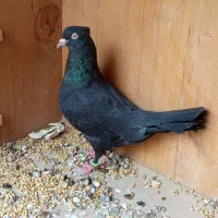 کبوتر سیاه بوشهری ماده