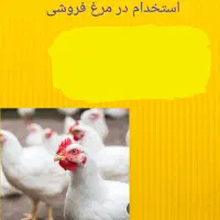 فروشنده مرغ زنده