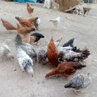 نیمچه مرغ و خروس