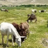 شیر الاغ|خوردنی و آشامیدنی|شیراز, نصر|دیوار