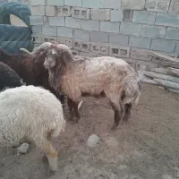 قوچ|حیوانات مزرعه|چمران, |دیوار