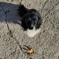 سگ پامر روباهی