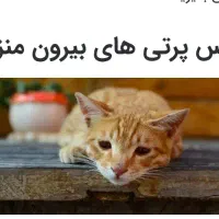 واگذاری گربه