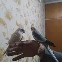 عروس هلندی و طوطی گرینچیک|پرنده|قرچک, مهدیه|دیوار