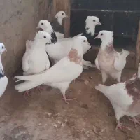 ط‌وقی و نامور|پرنده|لالجین, |دیوار