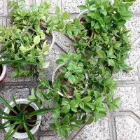 فقط همین مونده دونه ای ۲۵تومن