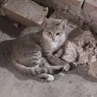 واگذاری گربه