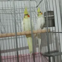 قفس عروس هلندی