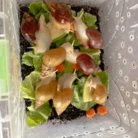 حلزون|خزنده|اراک, |دیوار