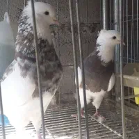 طوق سور کرمانشاهی درشت