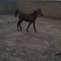 کره اسب نریان