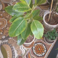 گل طبیعی|گل و گیاه طبیعی|فردوس (خراسان), |دیوار