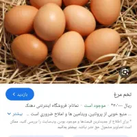 تخم مرغ