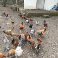 فروش مرغ و خروس درشت سالم و ارگانیک|حیوانات مزرعه|لنگرود, |دیوار