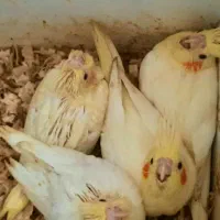 عروس هلندی