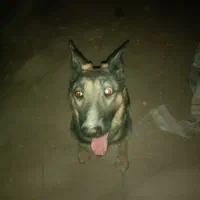 واگزاری ژرمن نر ماده|سگ|یزد, |دیوار