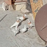 تعدادی طوقی|پرنده|تهران, هلال احمر|دیوار