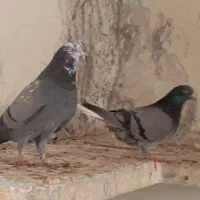 سه جفت کبوتر پرشی|پرنده|مزرعه کتول, |دیوار