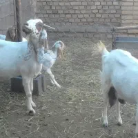 بزپاکستانی درجه یک