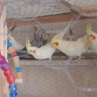 عروس هلندی