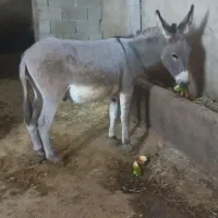 الاغ نر ۱۵ماهه