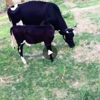 گاو گوساله