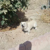 سگ پاکوتاه