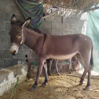 الاغ ماده با کره