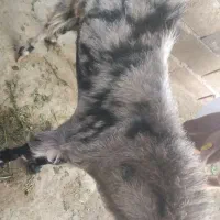 بز نر|حیوانات مزرعه|ایرانشهر, |دیوار