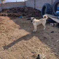 واگذاری ماده سگ